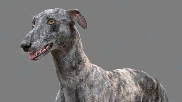 images/goods_img/20210312/Greyhound (2) (Fur) (Rigged) 3D model/4.jpg
